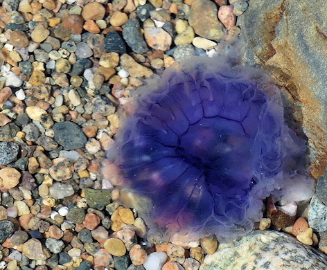 Cyanea lamarckii