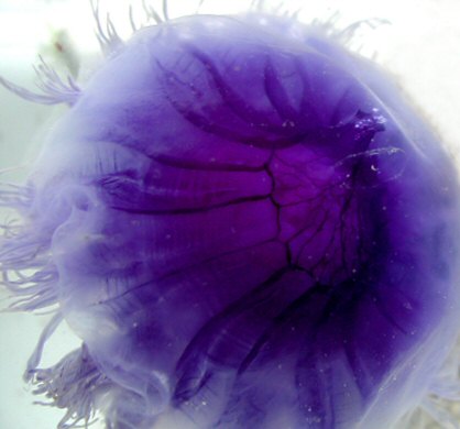 Cyanea lamarckii