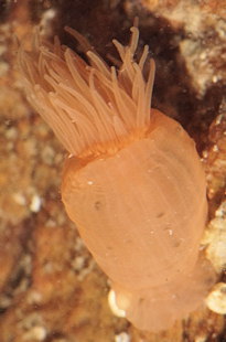 Diadumene cincta