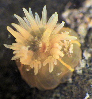 Diadumene lineata