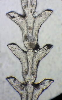 Diphasia rosacea