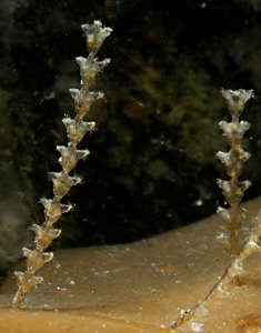 Dynamena pumila