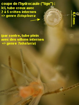 Ectopleura