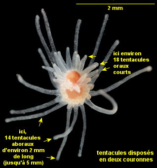 Ectopleura