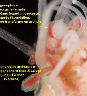 Ectopleura larynx