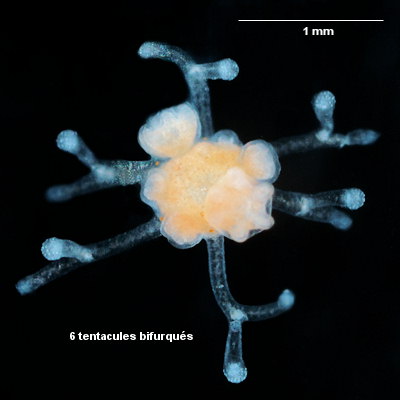 Eleutheria dichotoma