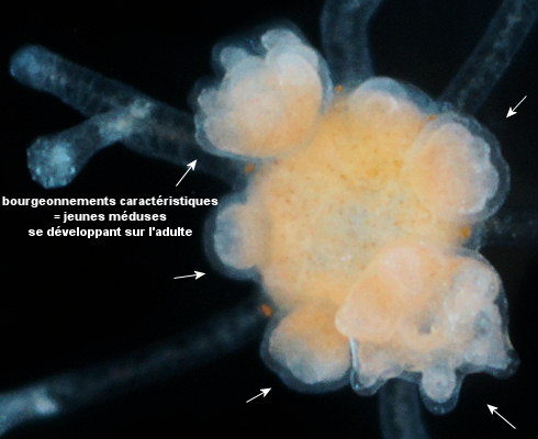 Eleutheria dichotoma