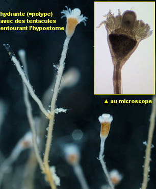 Eudendrium
