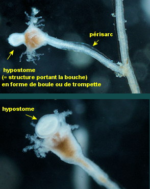 Eudendrium