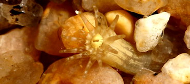 Halcampa chrysanthellum
