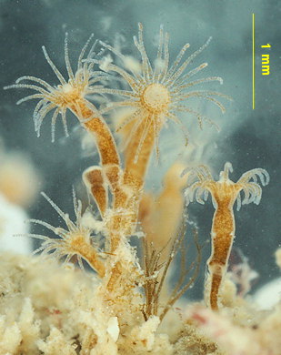 Halecium