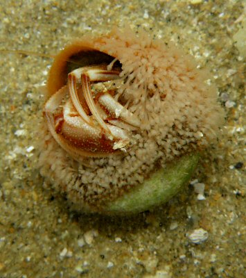 Hydractinia echinata