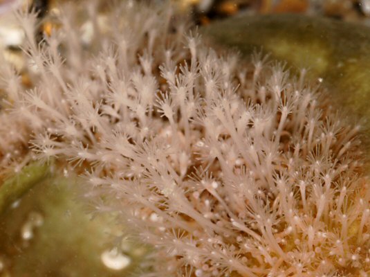 Hydractinia echinata