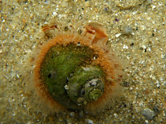 Hydractinia echinata