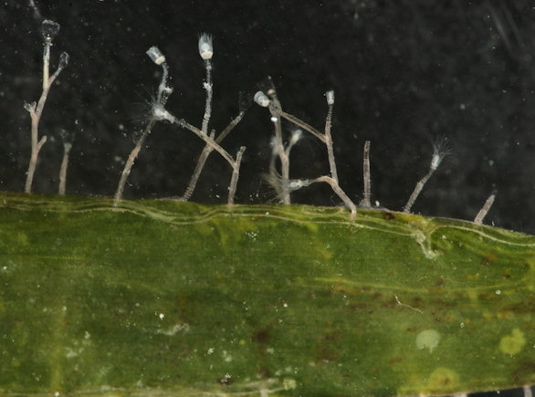 Laomedea cf. angulata