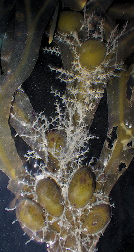 Laomedea flexuosa