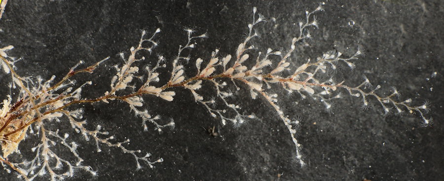 Obelia dichotoma