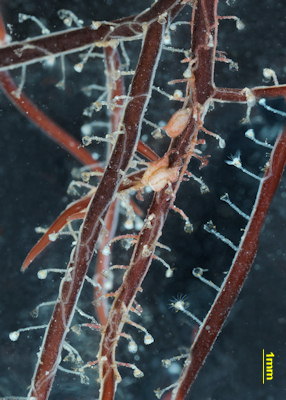 Orthopyxis caliculata