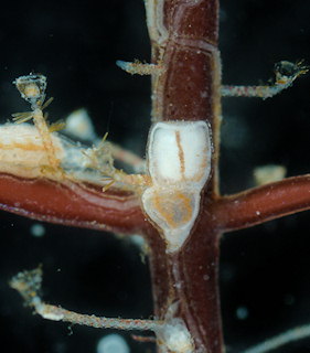 Orthopyxis caliculata