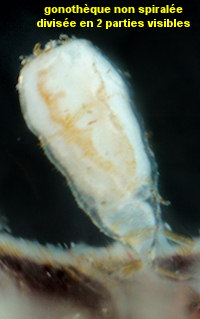 Orthopyxis caliculata