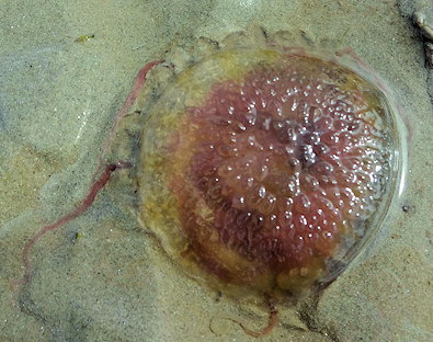 Pelagia noctiluca