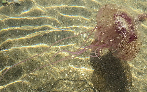 Pelagia noctiluca