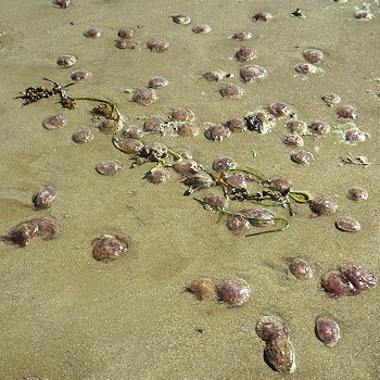 Pelagia noctiluca