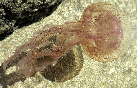 Pelagia noctiluca