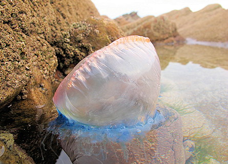 Physalia physalis