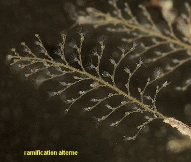 Plumularia setacea
