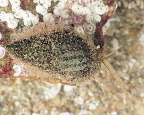 Podocoryna exigua