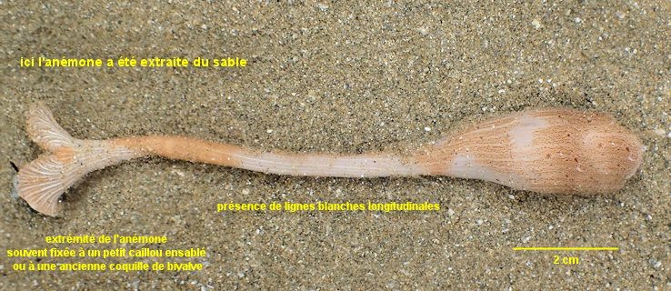 Sagartia undata