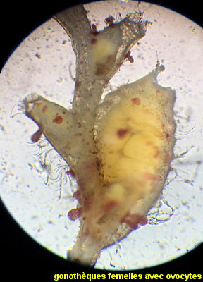Sertularella polyzonias