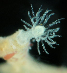 Sertularella polyzonias