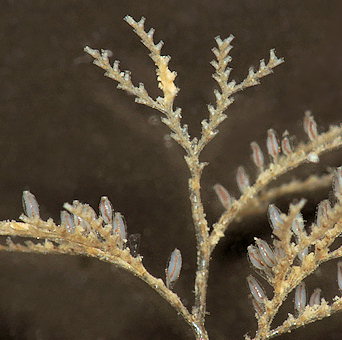 Sertularia cupressina