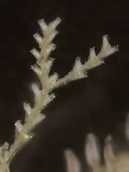 Sertularia cupressina