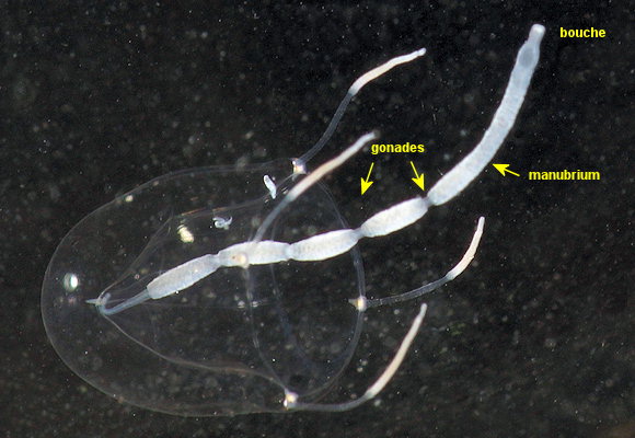 Stauridiosarsia ophiogaster