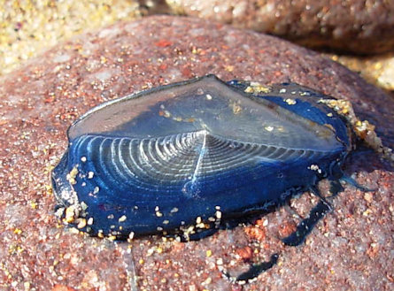 Velella velella