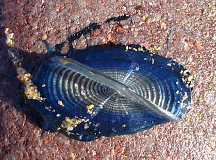 Velella velella