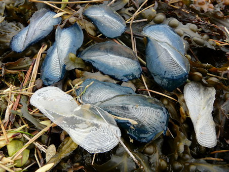 Velella velella