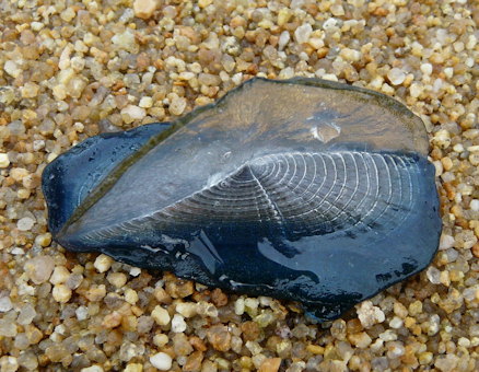 Velella velella