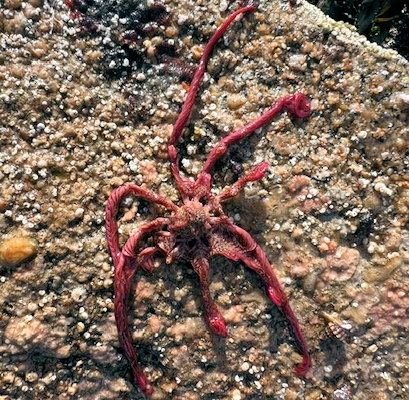Antedon bifida, Pleumeur-bodou le 07/10/2025 Antedon bifida