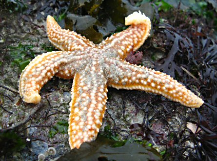 Asterias rubens