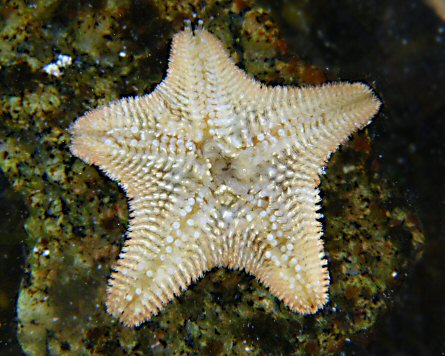 Asterina gibbosa