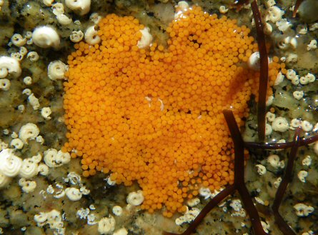 Asterina gibbosa (ponte)