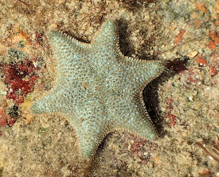 Asterina gibbosa