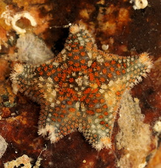 Asterina phylactica