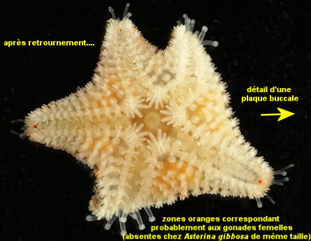 Asterina phylactica