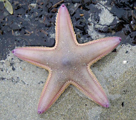 Astropecten irregularis