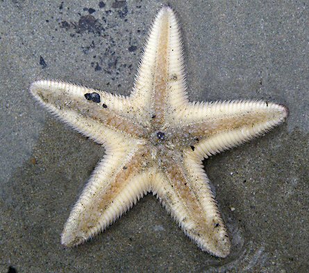 Astropecten irregularis